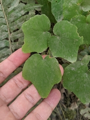 Vancouveria hexandra