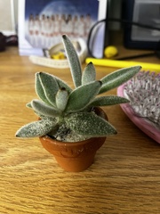 Kalanchoe tomentosa