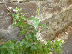 Epilobium