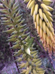 Photiomantis