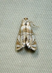 Eoparargyractis plevie