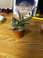 Kalanchoe tomentosa