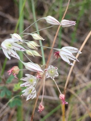 Allium inaequale