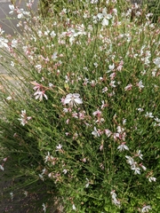 Oenothera lindheimeri