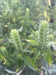 Tetramerium nervosum