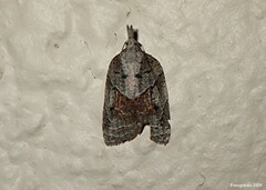 Platynota idaeusalis