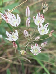 Allium inaequale