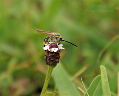 Dielis trifasciata