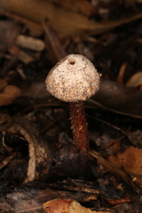 Tulostoma