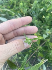Tetramerium nervosum