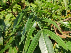Aralia spinosa