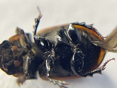 Aphodius