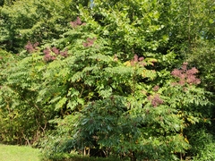 Aralia spinosa