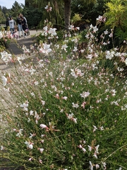 Oenothera lindheimeri