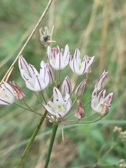 Allium inaequale
