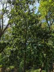 Magnolia
