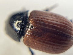 Aphodius