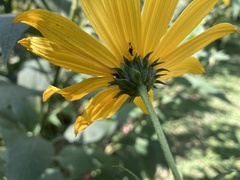 Helianthus tuberosus