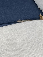 Sceloporus occidentalis bocourtii