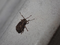Pseudoedophrys hilleri