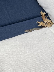 Sceloporus occidentalis bocourtii