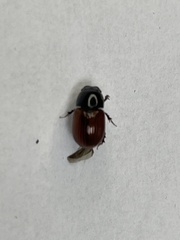 Aphodius
