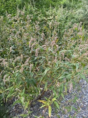 Persicaria extremiorientalis