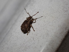 Pseudoedophrys hilleri