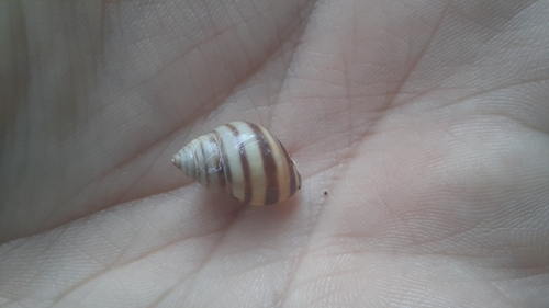 Mesembrinus tropicalis