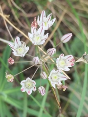 Allium inaequale