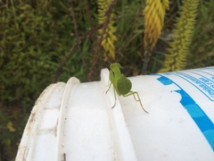 Photiomantis