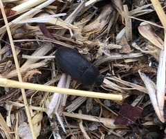 Tenebrioninae