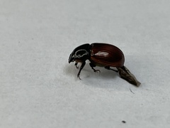 Aphodius
