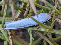 Coscinia chrysocephala
