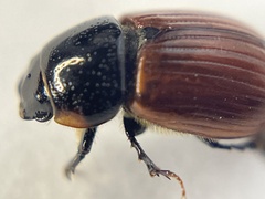 Aphodius