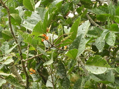 Erythrina edulis