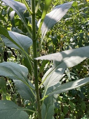 Helianthus tuberosus