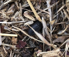 Tenebrioninae