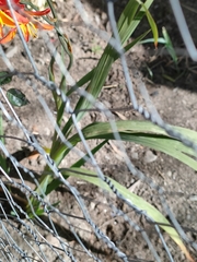 Crocosmia