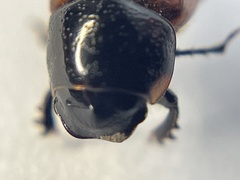Aphodius