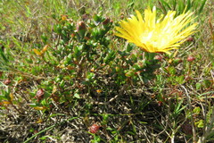 Lampranthus glaucus