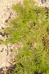 Tripleurospermum maritimum