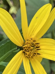 Helianthus tuberosus