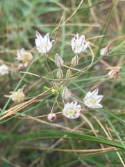 Allium inaequale