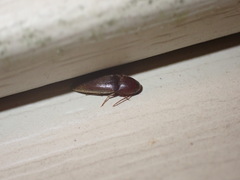 Elateroidea