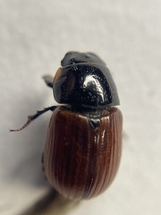 Aphodius