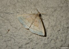 Zanclognatha pedipilalis