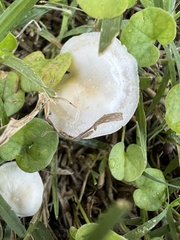 Lactocollybia