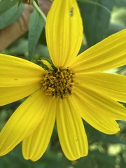 Helianthus tuberosus