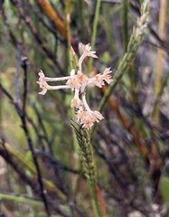 Struthiola ciliata